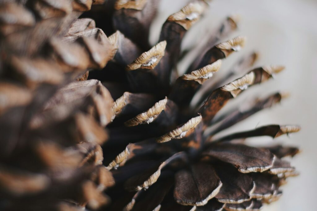 Macro shot of pine cones